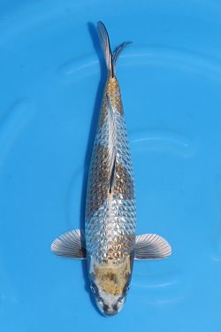 Ginrin Ginga 2026022