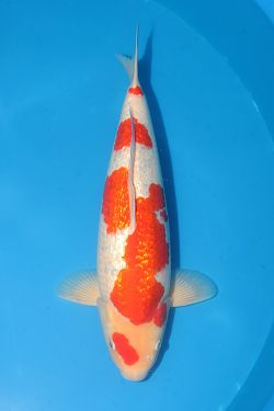 Ginrin Kohaku 2026066