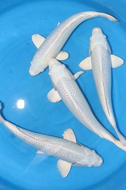 Ginrin Platinum Ogon 2027010