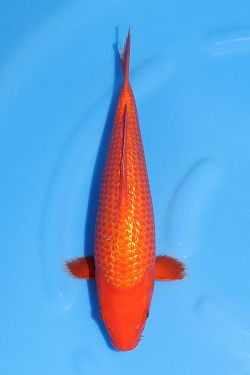 Ginrin Red Karashi 2026054