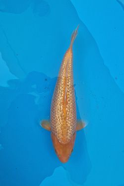 Golden Corn 20220036