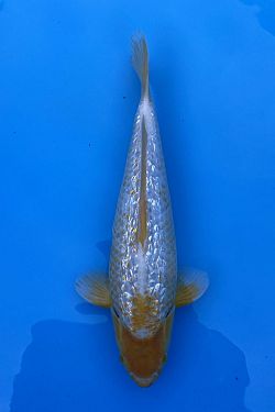 Golden Corn 20230064