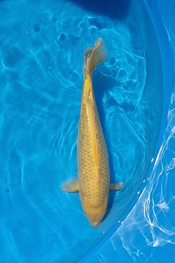 Golden Corn 20230073
