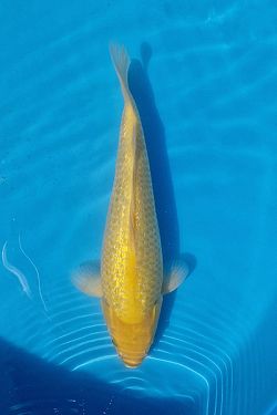 Golden Corn 20230076
