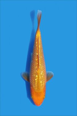 Golden Corn 20240076