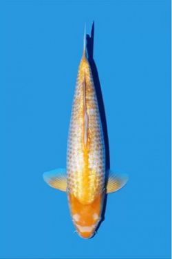 Golden Corn 20240078