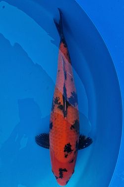 Hi Utsuri 20220023