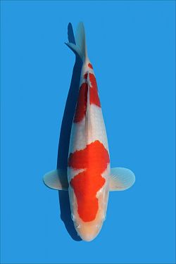 Kohaku 20240075