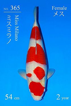 Kohaku 20250013