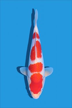 Kohaku 20250016
