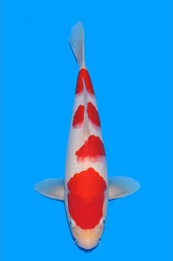 Kohaku 20250047