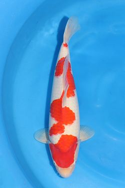 Kohaku 2026027