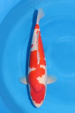 Kohaku 2026028