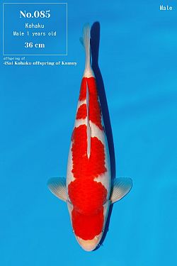 Kohaku 2026041