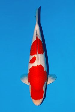Kohaku 2026042