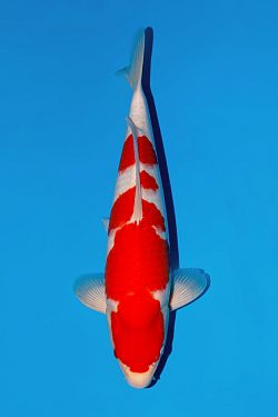 Kohaku 2026043