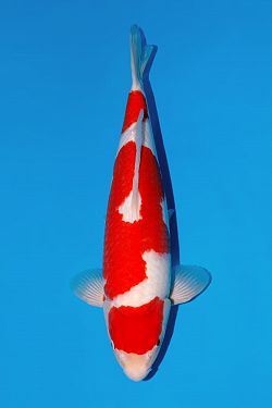 Kohaku 2026044