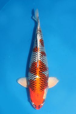 Kujaku 2026064
