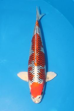 Kujaku 2026065