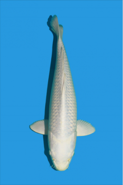 Platinum Ogon 20230061