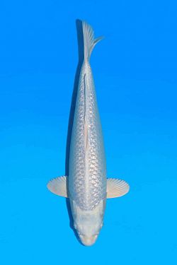 Platinum Ogon 20250046