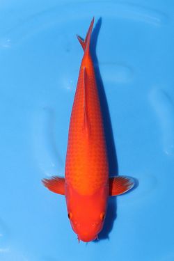 Red Karashi 2026053