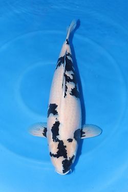 Shiro Utsuri 2026001