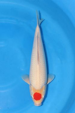 Tancho Kohaku 2026029