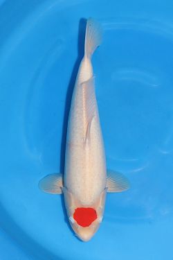 Tancho Kohaku 2026030