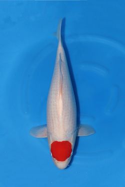 Tancho Kohaku 2240050